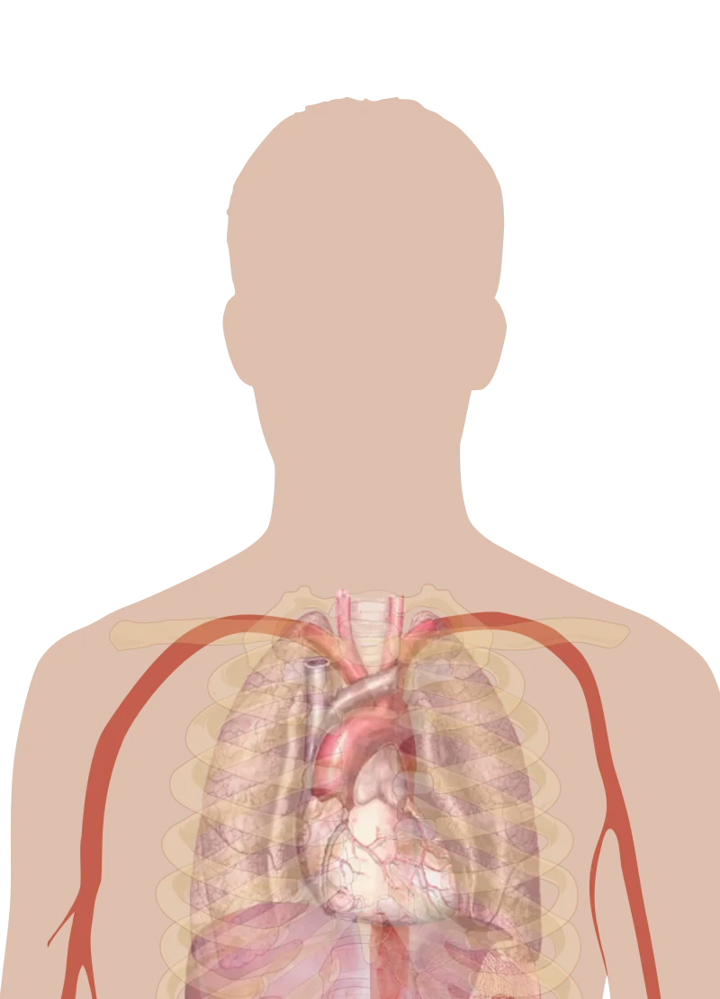 Human body anatomy diagram